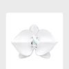 Elegante Emaille-Ohrringe der Orchideen-Serie: 925 Sterlingsilber Nadelclips in einem vielseitigen chinesisch inspirierten Design