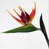 3 Pcs Large Bird of Paradise 32 Inch Permanent Flower,UV Resistant No Fade Flower Part is Made of Soft Rubber PU,Artificial Flower Plants for Home