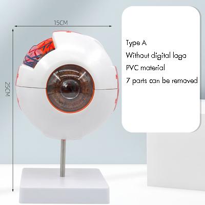 Eyeball Model Anatomical Eyeball Model Medical Learning Aid Teaching Instrument 6X Enlarged Human Eye Anatomical Model