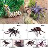 Children's Realistic Solid Animal Insect Model Toy Phoenix Tail Butterfly Caterpillar Educational Ornament
