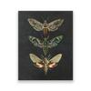 Vintage Moth Nature Insect Prints Posters Home Wall Decor Animal Educational Pictures Canvas Paintings Kids Room Art Decoration