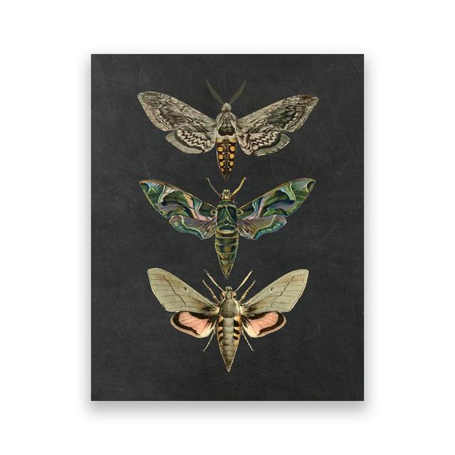 Vintage Moth Nature Insect Prints Posters Home Wall Decor Animal Educational Pictures Canvas Paintings Kids Room Art Decoration