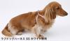 Petio Little Angel Love Dog Harness White for Extra Small Dogs SS Size