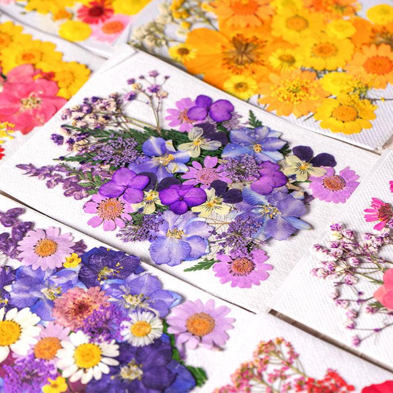 31-35PCS Dried Flower Set Mixed Multiple Pressed Flower Leaves DIY Candle Resin Nails Jewelry Pendant Crafts Art Floral Decors