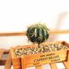 1 Buc Spumă Cactus Artificial Plante Tropicale Suculente Bonsai Birou Home Decor Party
