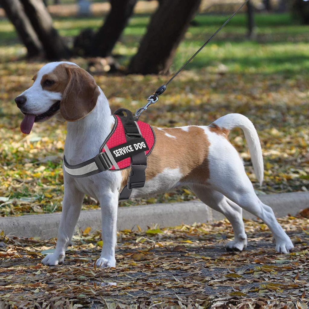 Reflective Pet Harness & Leash - Comfortable Vest-Style Design