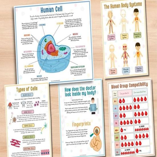 Anatomie des Menschen: Beschäftigungsbuch für Vorschulkinder im Kindergarten, Körperteile, Lernaktivitäten, Buch, interaktives pädagogisches Buch zum Entschlüsseln von Körpergeheimnissen