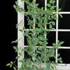 Luxurious Staircase Decor: Bionic Green Rose Vines & Leaves