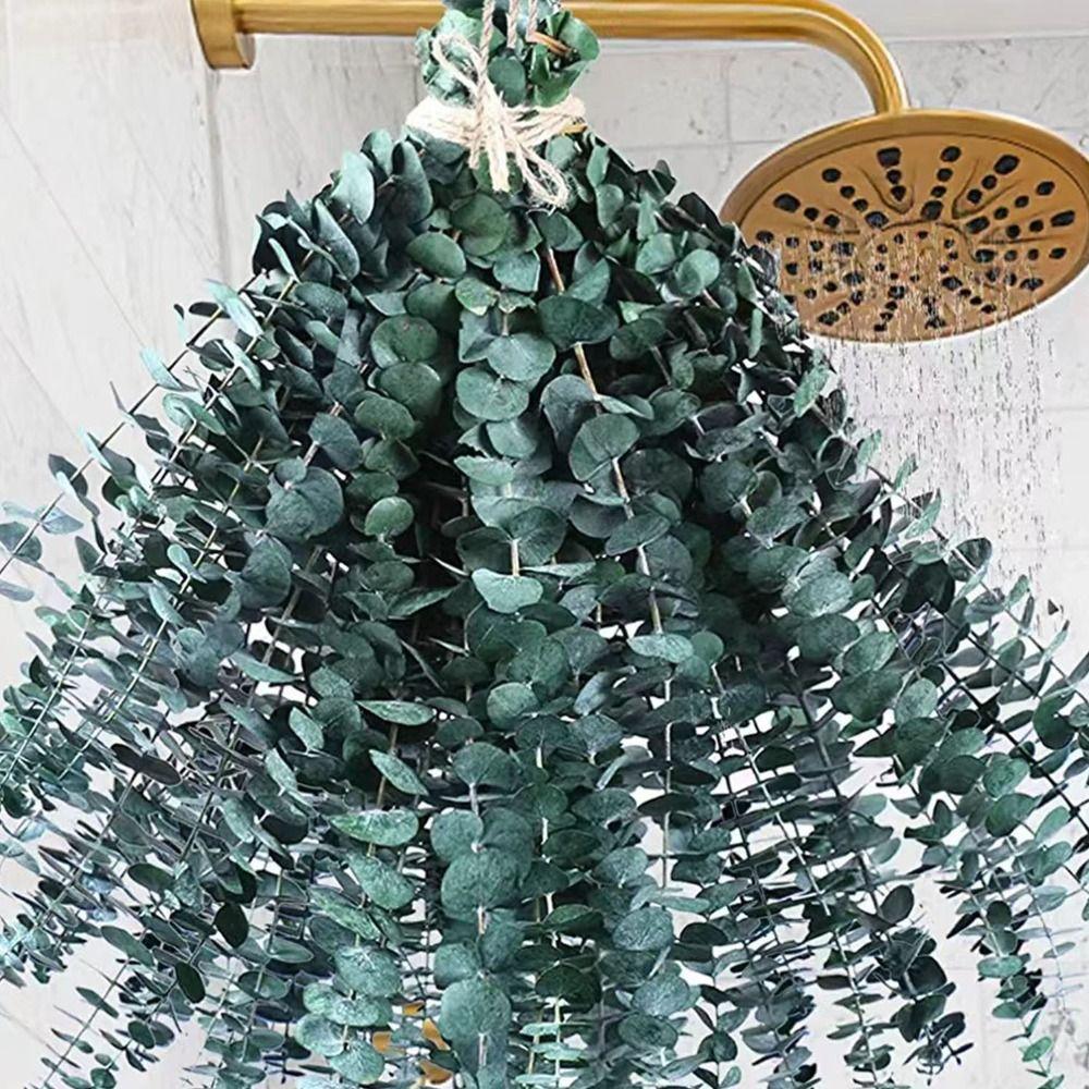 10 Pcs Real Leaves Hanging Dried Eucalyptus Large Preserved Eucalyptus Stems  Shower Hanging