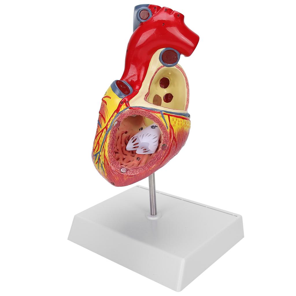 2X Life Size Heart Model Human Heart Teaching Model Simulation Heart Organ Model