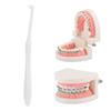 3pcs Orthodontic Toothbrush Small Head Teeth Braces Dental Cleaning ToothbrushWhite