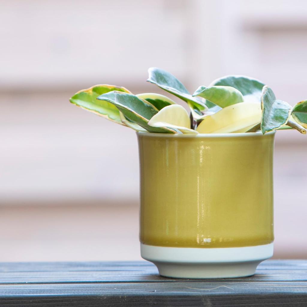 Leaf88 Hasami-Keramik Blumentopf mit Größe und Untertasse, handgefertigt in Japan, 10,5x11,5cm, 3,5 (Senf Weiß)