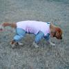 Dog Clothing In Spring, Summer, Autumn, All In One Four Legged One-piece Large Dog Pet Raincoat, Fully Wrapped Camouflage Raincoat