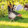 Chicken Garden Stakes Ornaments Garden Insert Yard Lawn Decoration Yard Signs