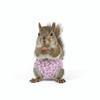 Absorbent Squirrel Diapers Adjustable Small Pet Diapers Potty Training Underwear  Rat