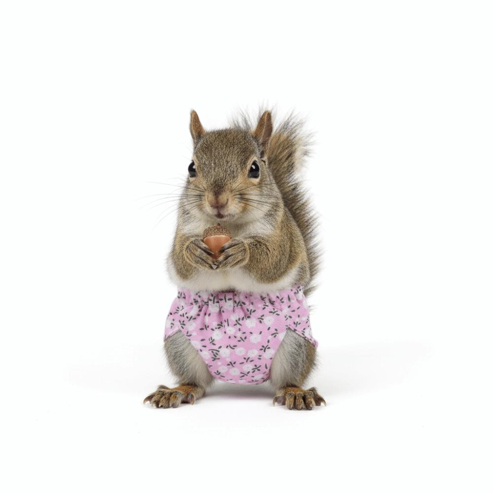 Absorbent Squirrel Diapers Adjustable Small Pet Diapers Potty Training Underwear  Rat