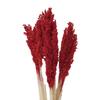 Cantal Grass Bunch Pink Fire 6 Pack