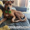 10pcs The latest 2026 pet collar set includes 10 decorative colorful bow collars - adjustable and machine washable.