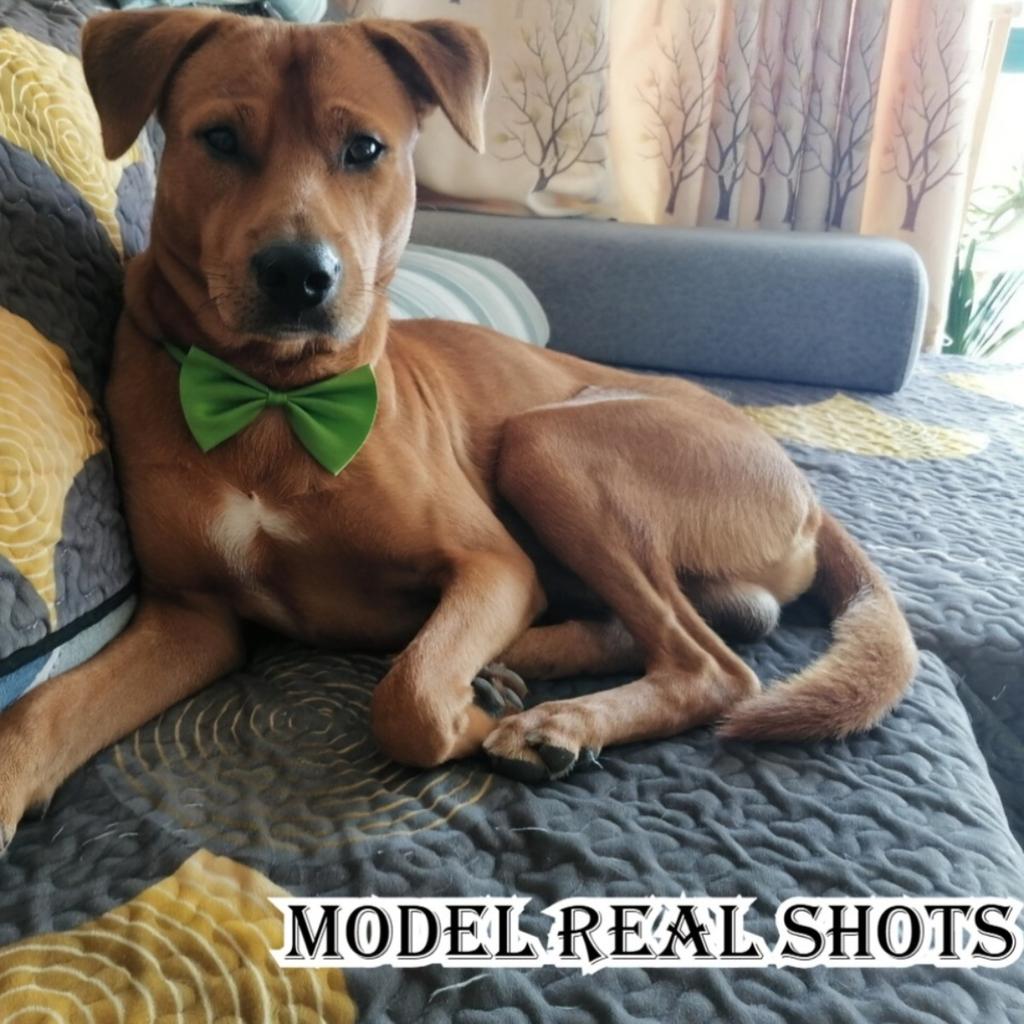 10pcs The latest 2026 pet collar set includes 10 decorative colorful bow collars - adjustable and machine washable.
