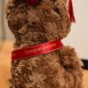 1 buc 18CM Ursuleț Kawaii de Absolvire Jucării de Pluș Drăguț Dr. Păpuși ursuleț Jucărie animal de pluș moale pentru cadou de ziua de naștere, absolvire