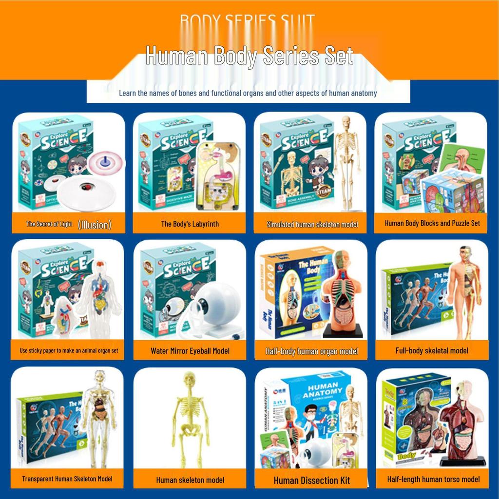 DIY Human Organ & Bone Model Set for Early Education & Kindergarten Students
