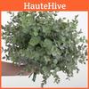 Eucalyptus Plant Globulus Foliage For Home Enhancement Photography Prop