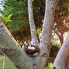 2026 Latest Models Handmade Round Rattan Bird Nest DIY Easter Craft Vine Simulation Egg Decor Home Garden Window Bird House