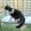Cats Suction Cup Hammock Heavy-Duty Resting Bed Small Medium Cats Window Perch