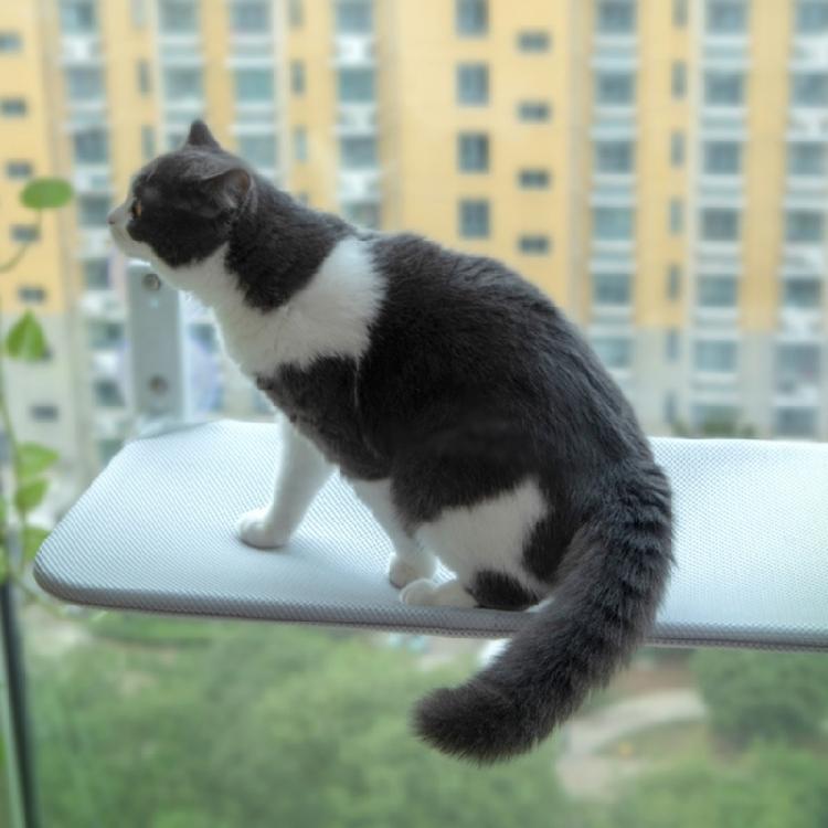 Cats Suction Cup Hammock Heavy-Duty Resting Bed Small Medium Cats Window Perch