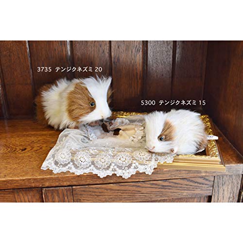 BH3735 HANSA Guinea Pig 20