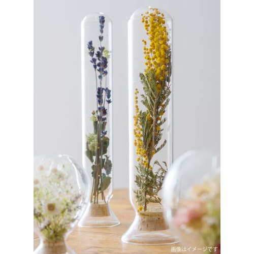 POSH LIVING Seed Bottle Cylinder, Clear, Size: Approx. W7 D7 H25 22716
