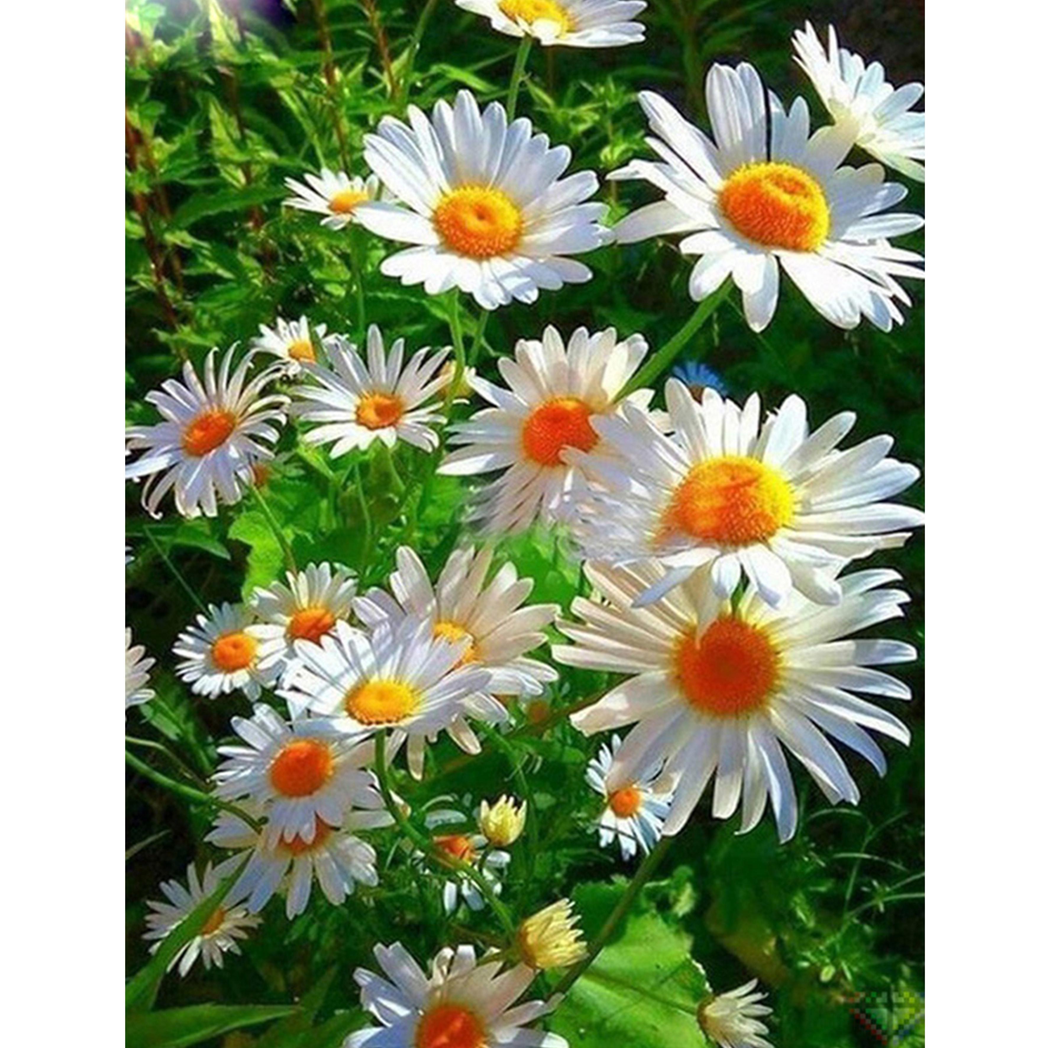 

5D DIY алмазная живопись цветы ваза вышивка крестиком комплект полная дрель вышивка роза мозаика художественная картина Стразы декор подарок Full Round 30x40cm белый