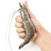 Thai Live Frozen White Shrimp