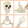40cm Halloween Skull Skeleton,posable Skeleton,human Shape Bones,halloween Party Home Decorations,haunted House Horror Props
