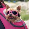 Cute Foldable Pet Sunglasses Adjustable Air Hole Design Dog Eyewear Eye Protective Waterproof Dogs Goggles Outdoor