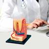 W89C Dentist Dental Dissection Education Teeth Model Demonstration Tool for School