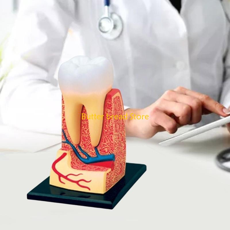 W89C Dentist Dental Dissection Education Teeth Model Demonstration Tool for School