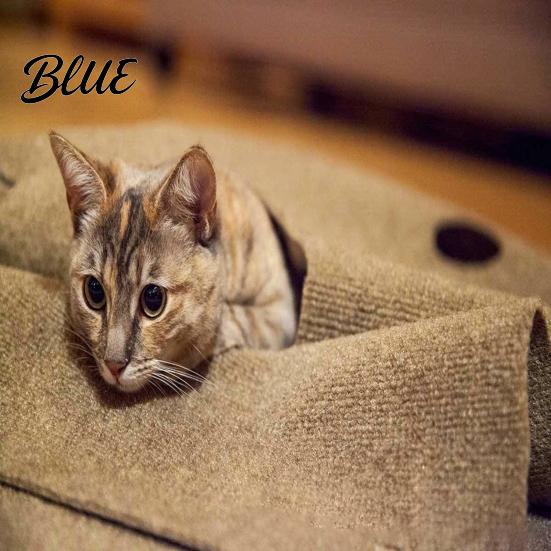 Filz-Tunnel für Katzen mit Gucklöchern Verstecklöchern Faltbare Große Interaktive Spielmatte Versteckspiel Spielzeug Versteckhöhle Indoor Katzen Beschäftigungsaktivität