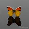 50pcs 2 Holes Mixed Color Butterfly Wooden Buttons Sewing Scrapbooking DIY