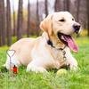 Hunde – Zubehör für Hundetraining & Erziehung