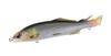 Duo Artificial Sweetfish CCC4537 Orange Sweetfish