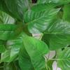 Artificial Pothos Hanging Vine for Indoor and Balcony Decoration