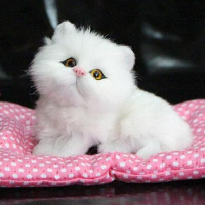 Heiße Puppe Dekorationen Stofftier Plüsch Schlafende Katzen Spielzeug mit Sound Kinder Spielzeug Simulation Tier Puppe