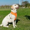 Truelove Welpenkatze Haustier Hundegeschirr Atmungsaktives Netz Nylon Hundegeschirr Leine Weiches Laufgeschirr Halsband Für Kleine Mittlere Hunde 8 Farben