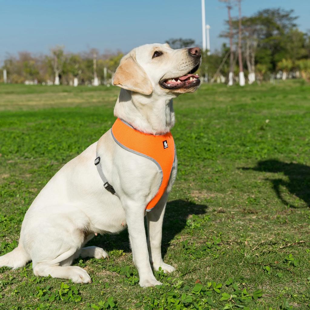 Truelove Welpenkatze Haustier Hundegeschirr Atmungsaktives Netz Nylon Hundegeschirr Leine Weiches Laufgeschirr Halsband Für Kleine Mittlere Hunde 8 Farben
