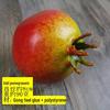 Plastic Foam Weighted Fruit & Vegetable Decorative Props