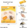 Frog Life Cycle Model Set: Tadpole to Frog Educational Toys for Kids