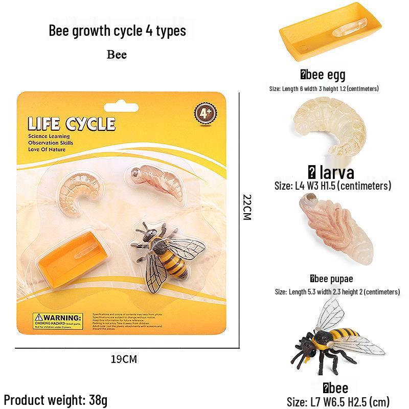 Frog Life Cycle Model Set: Tadpole to Frog Educational Toys for Kids