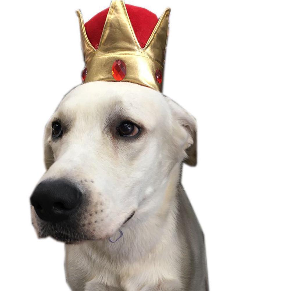 dog crown hat