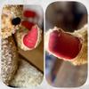 [USED] Vintage Teddy Bear, Antique, 50cm, Unmarked